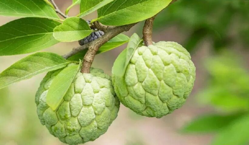 Custard Apple