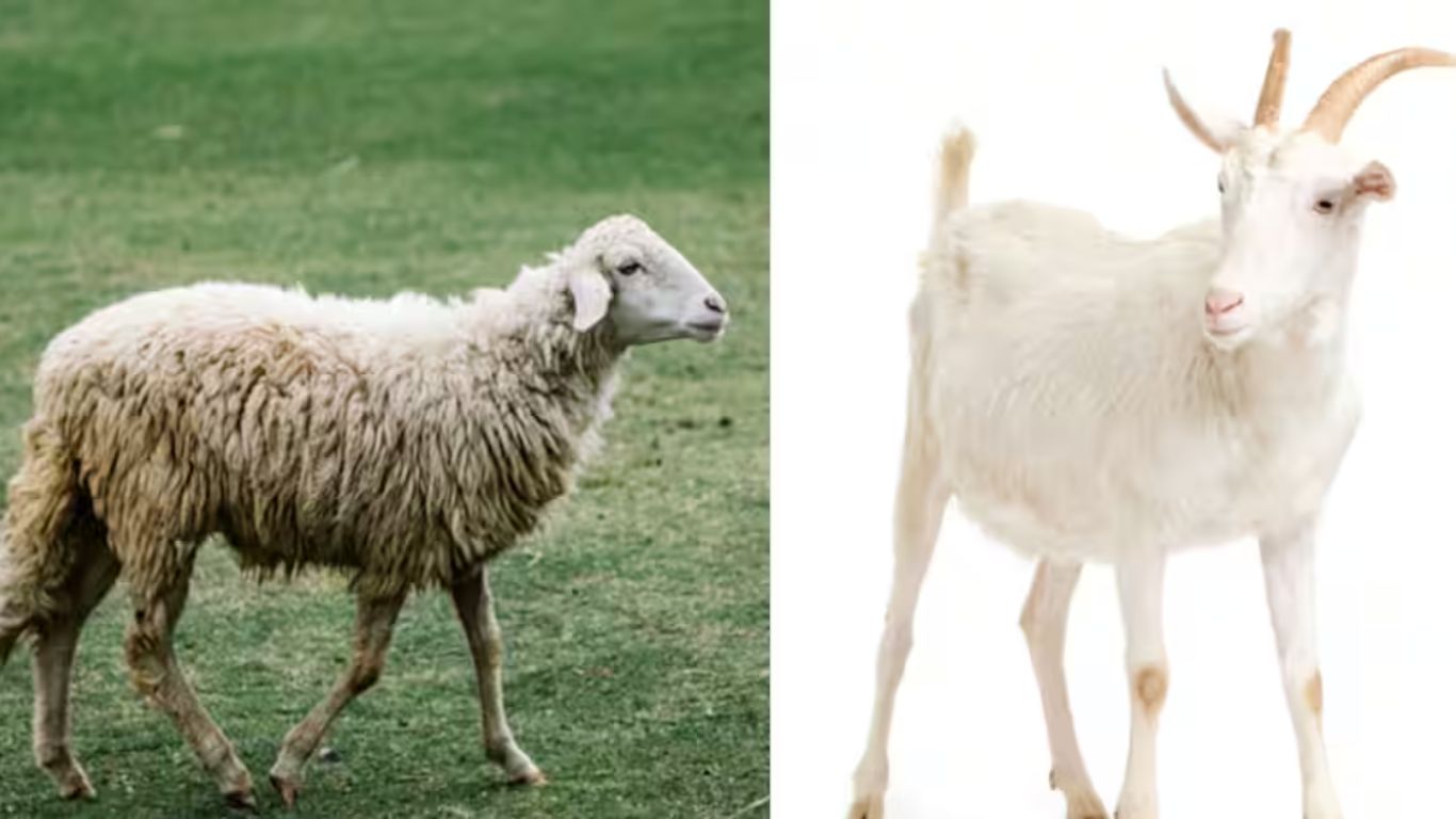 Goat vs Lamb Meat