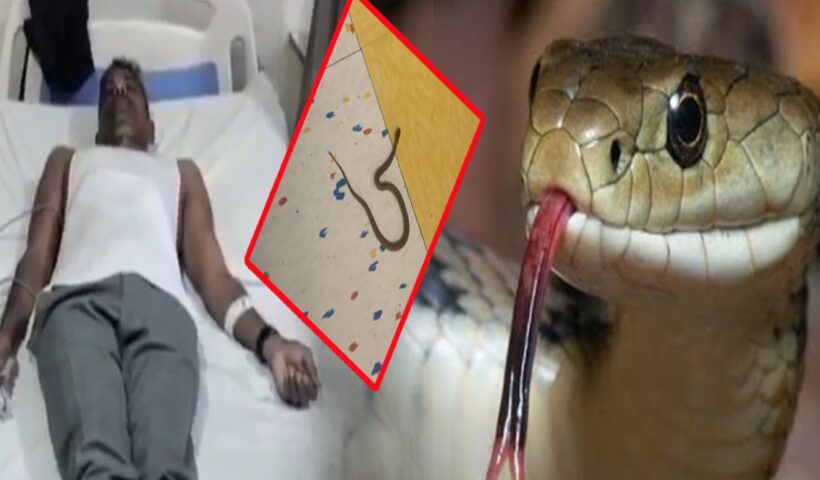 Snake Bite