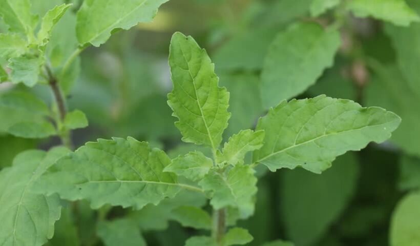 Tulsi Leaves