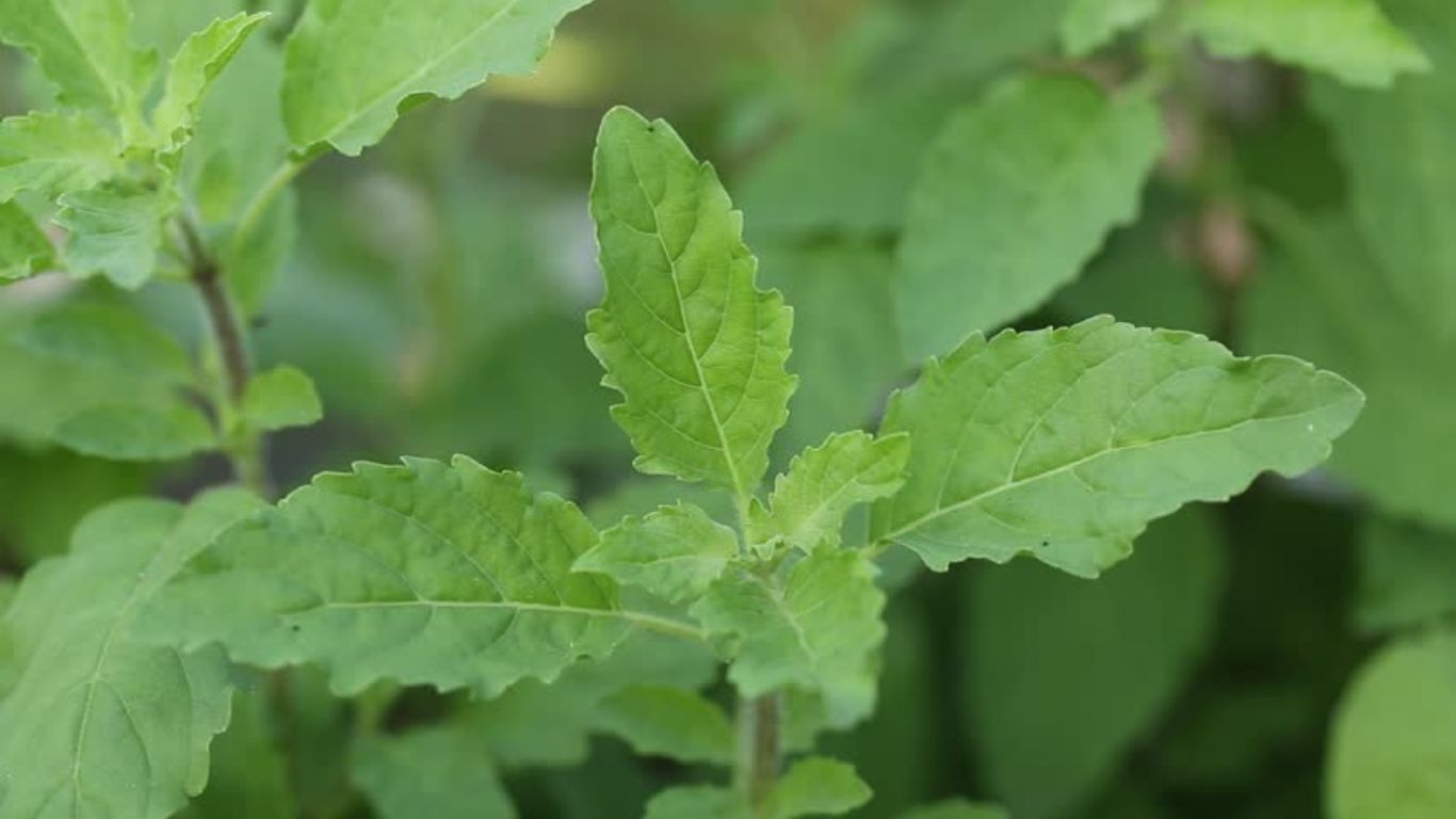 Tulsi Leaves