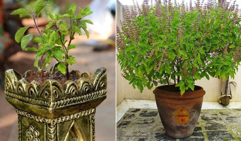 Tulsi Plant