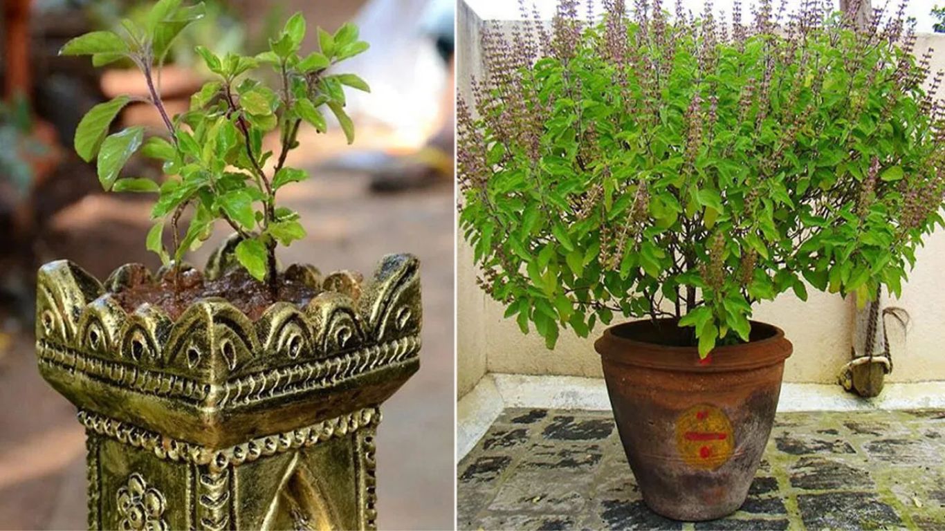 Tulsi Plant