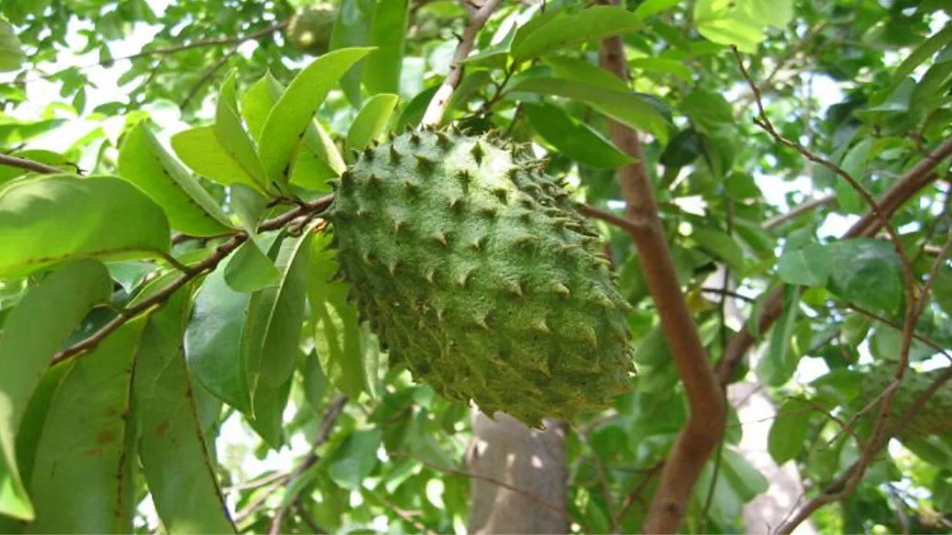 Soursop