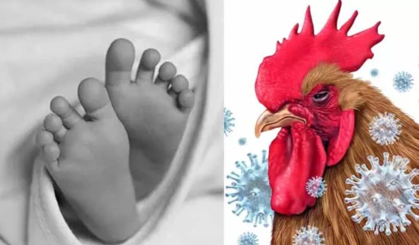 Bird Flu