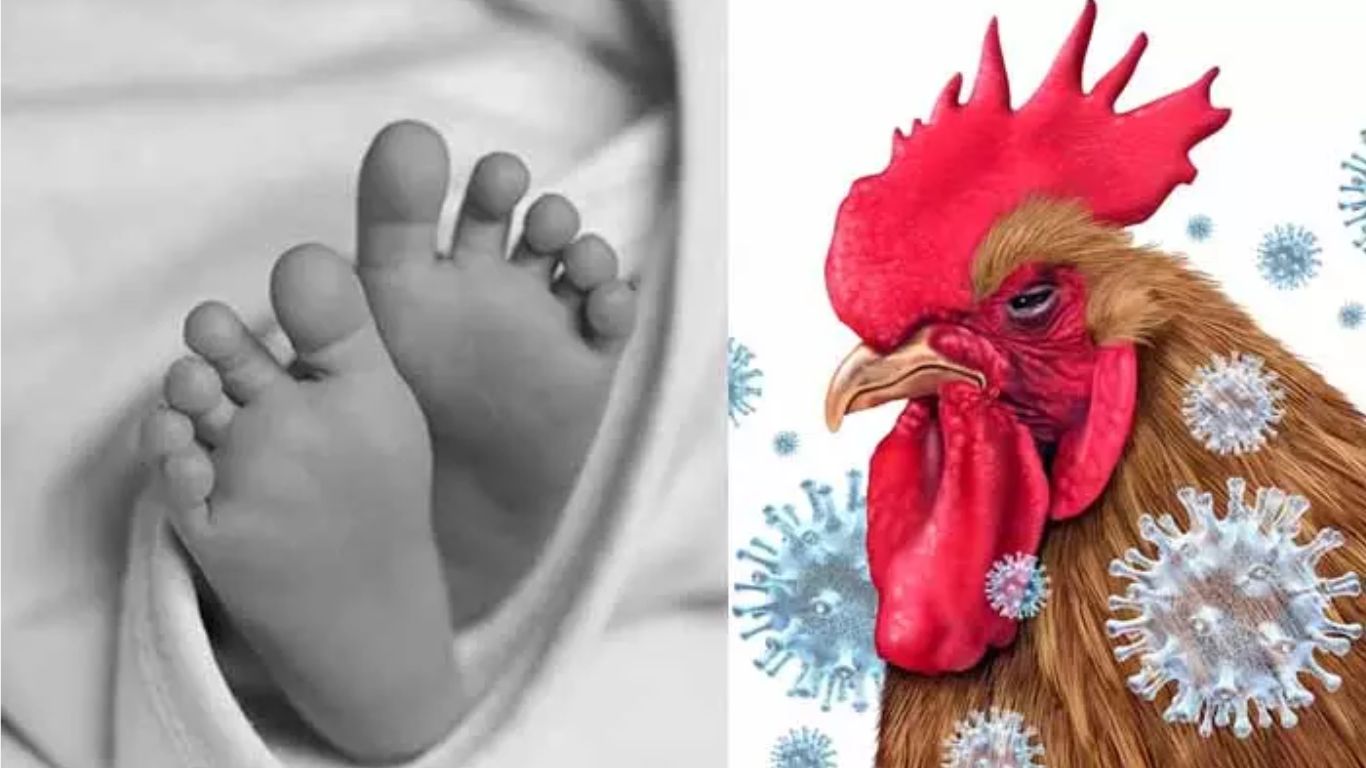 Bird Flu