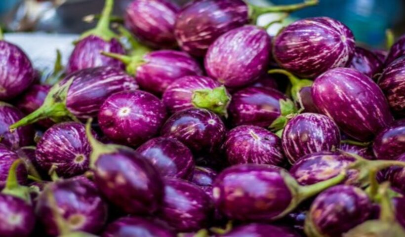 Brinjal