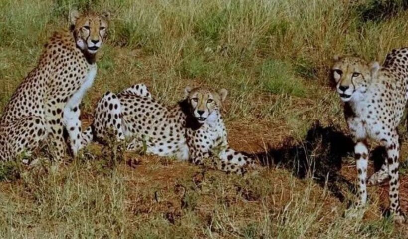 Cheetahs