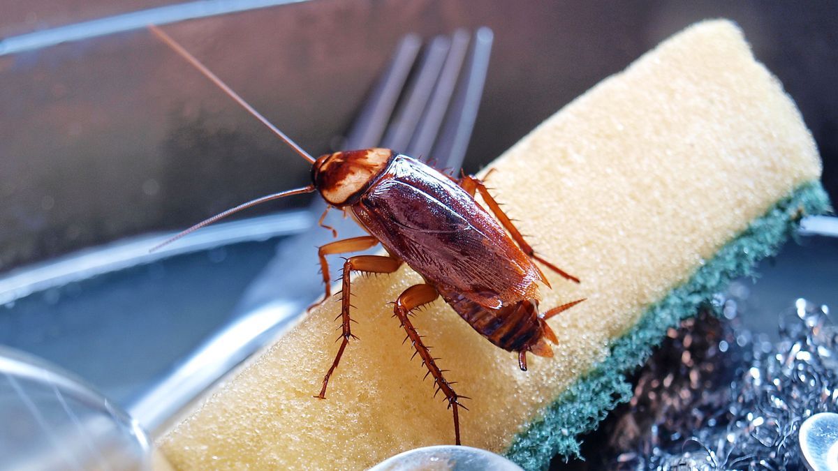 Cockroach Remedies