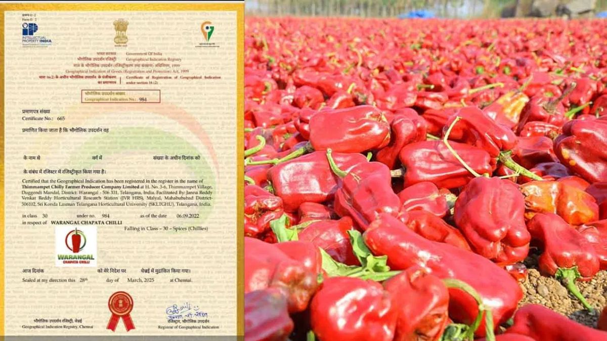 Warangal Chpata Chilli:
