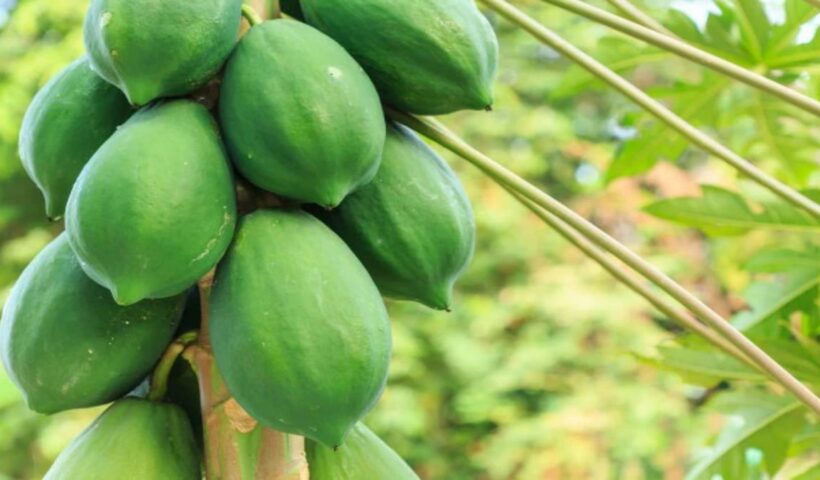 Raw Papaya Benefits