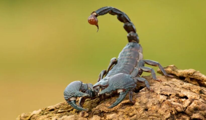 Scorpion Sting