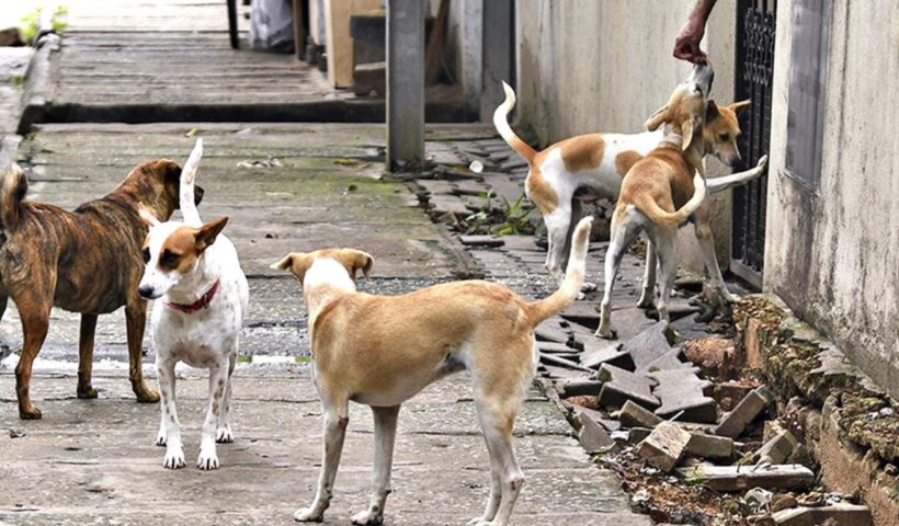 Stray Dogs