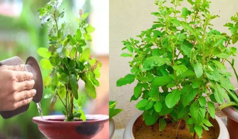 Tulsi Plant
