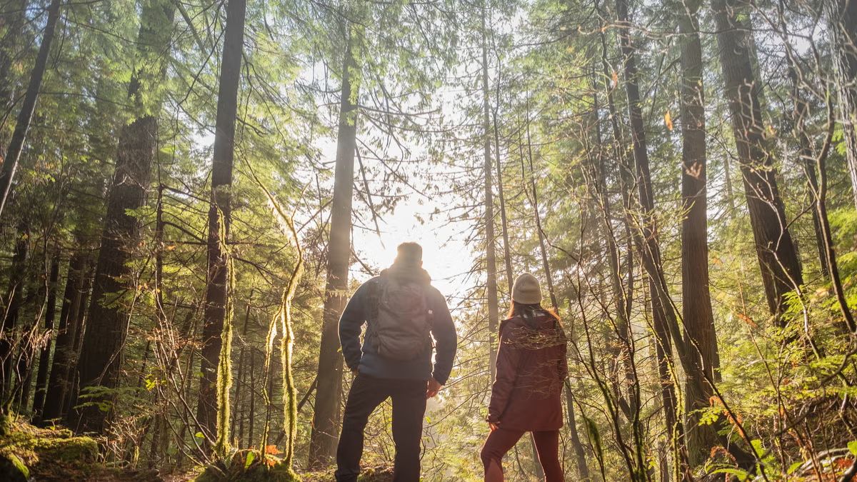Forest Bathing