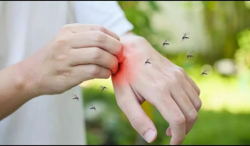 How To Get Rid of Mosquitoes