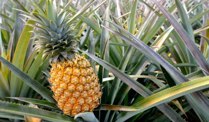 Pineapple