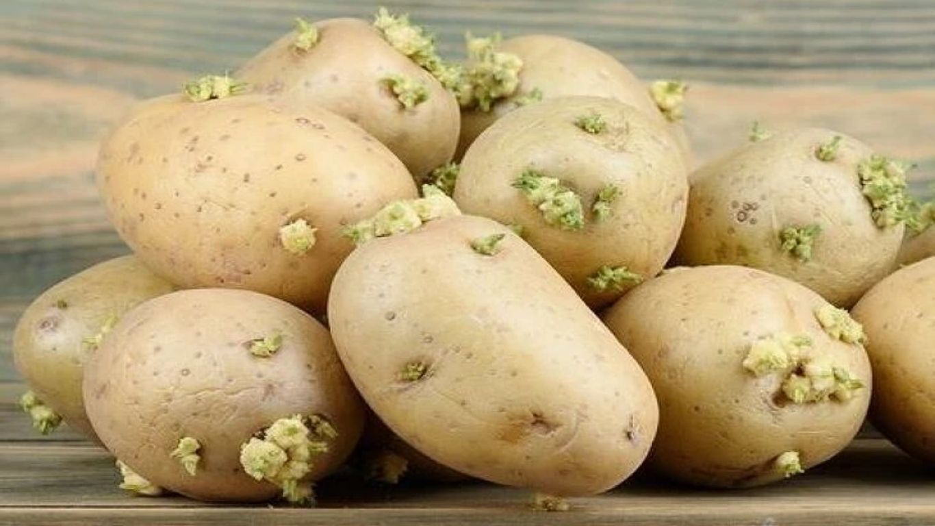Sprouted Potatoes