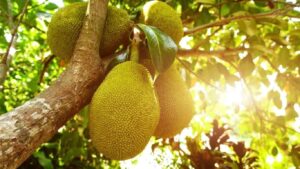 Jackfruit
