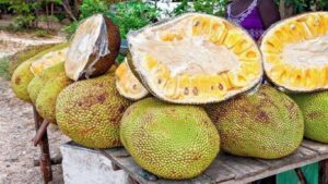 Jackfruit