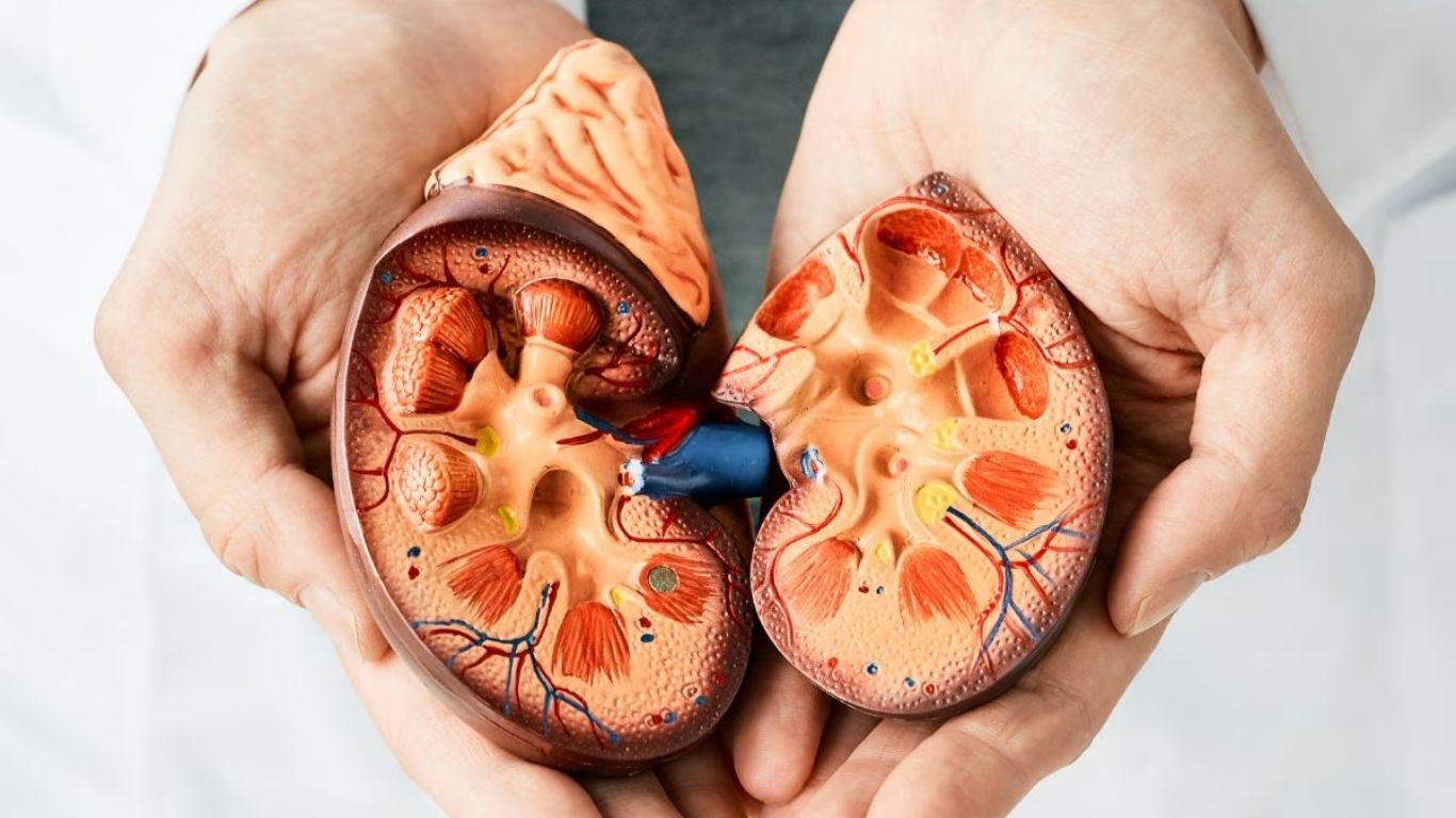 Kidney Health Tips