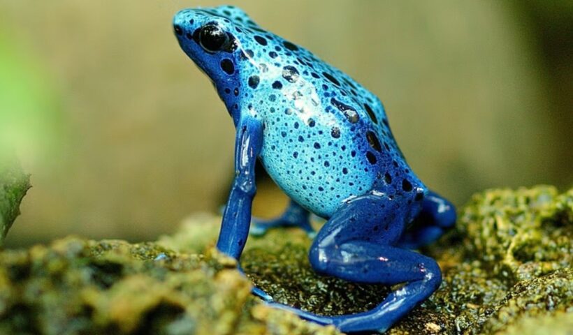 Mahabali Frog