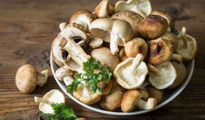Mushrooms Uses