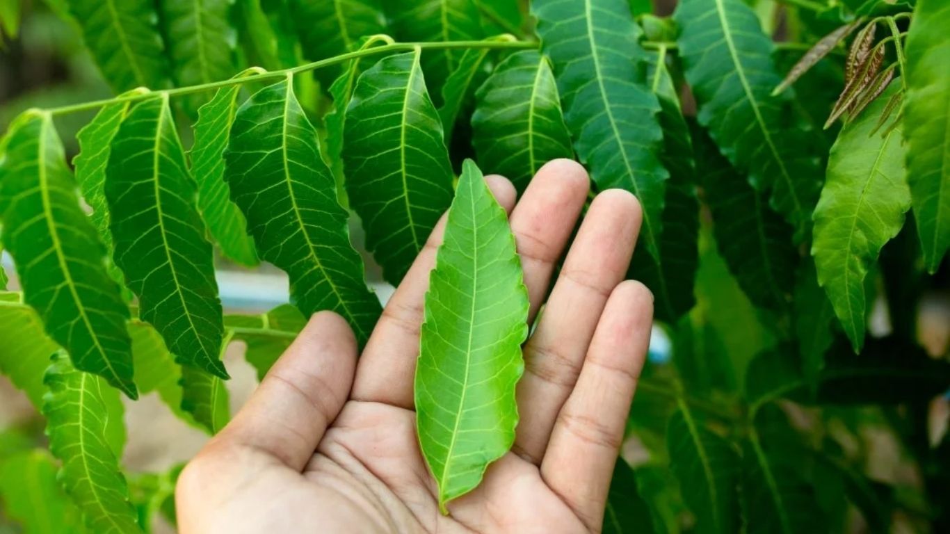 Neem Leaves