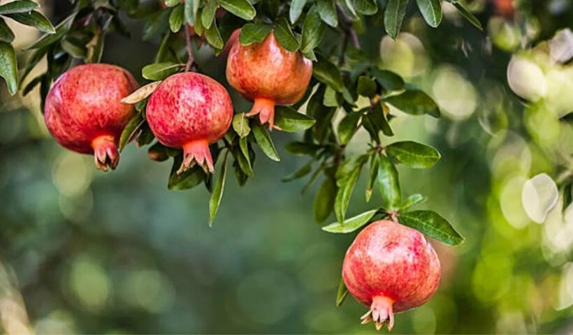 Pomegranate Leaves