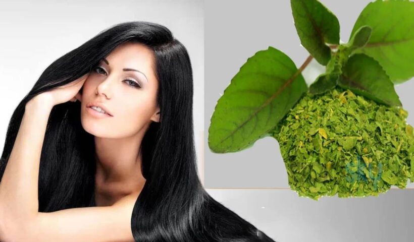 Tulsi For Hair