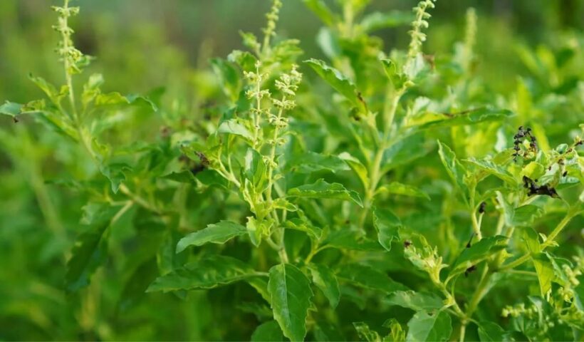 Tulsi Leaves Benefits