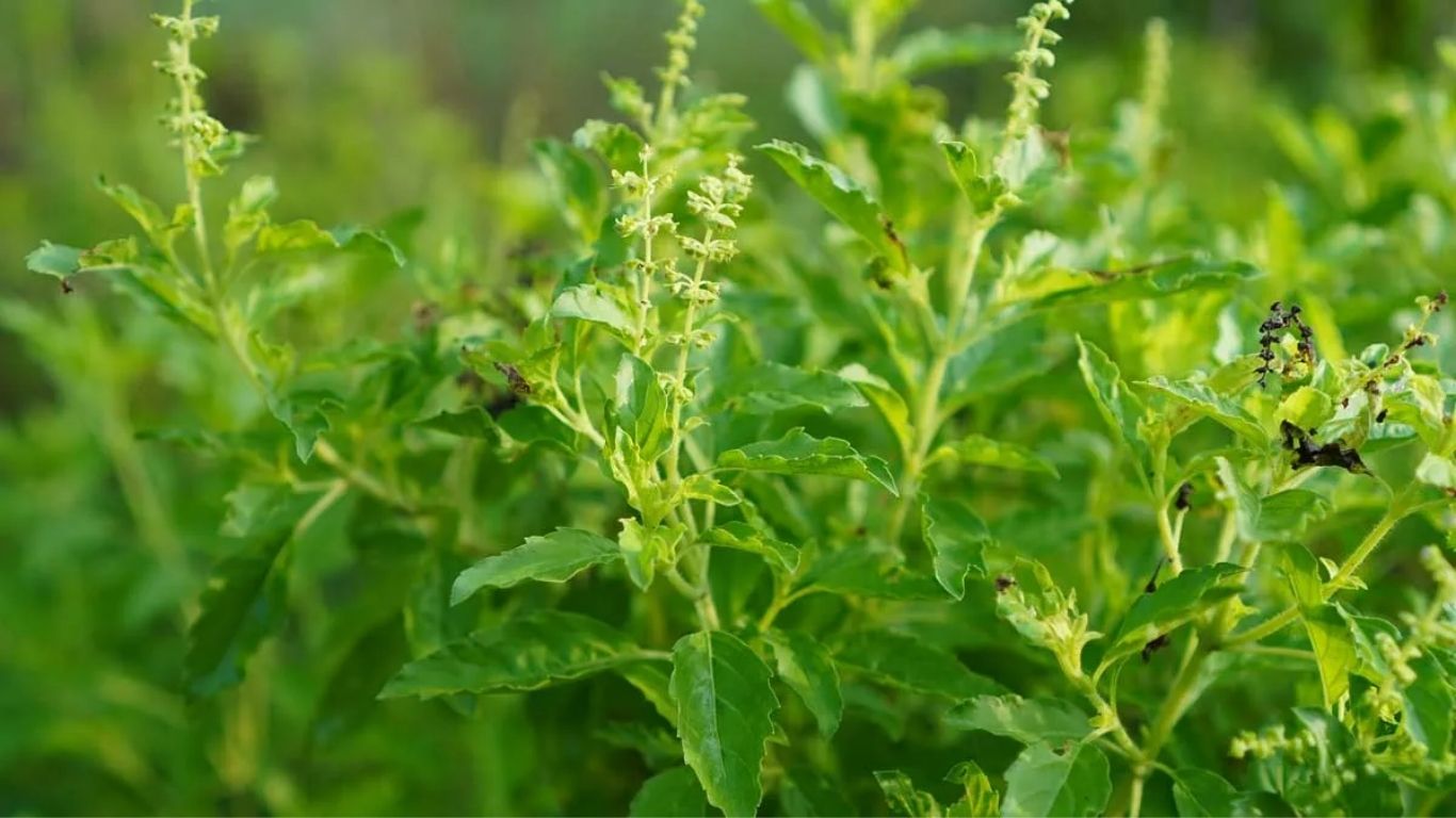 Tulsi Leaves Benefits