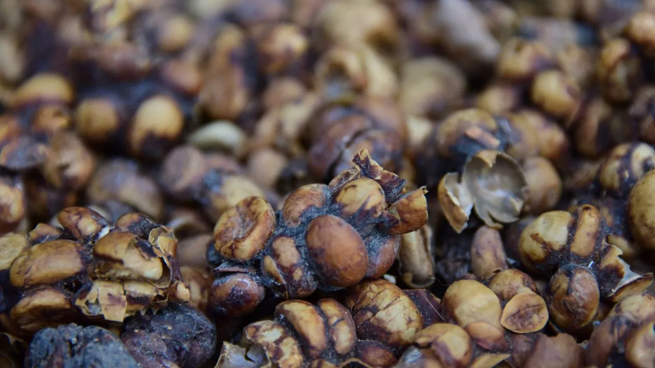 coffee-makefrom-civet-faeces 