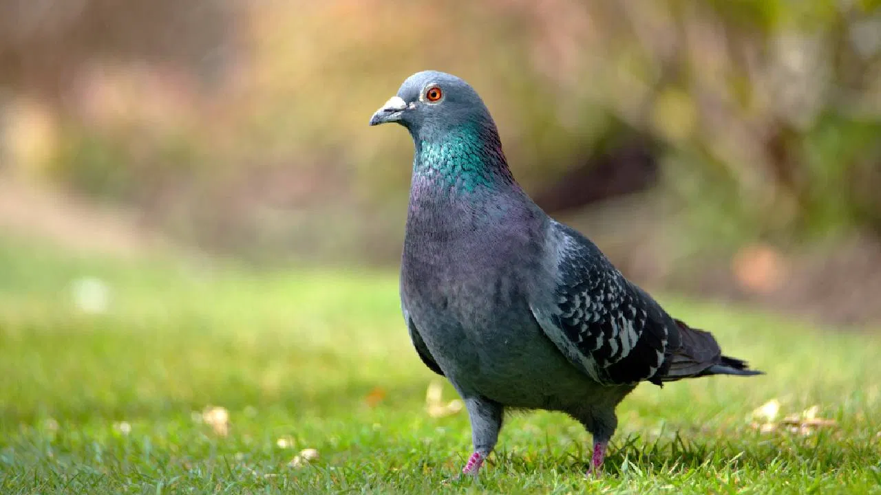 Pigeon Feather