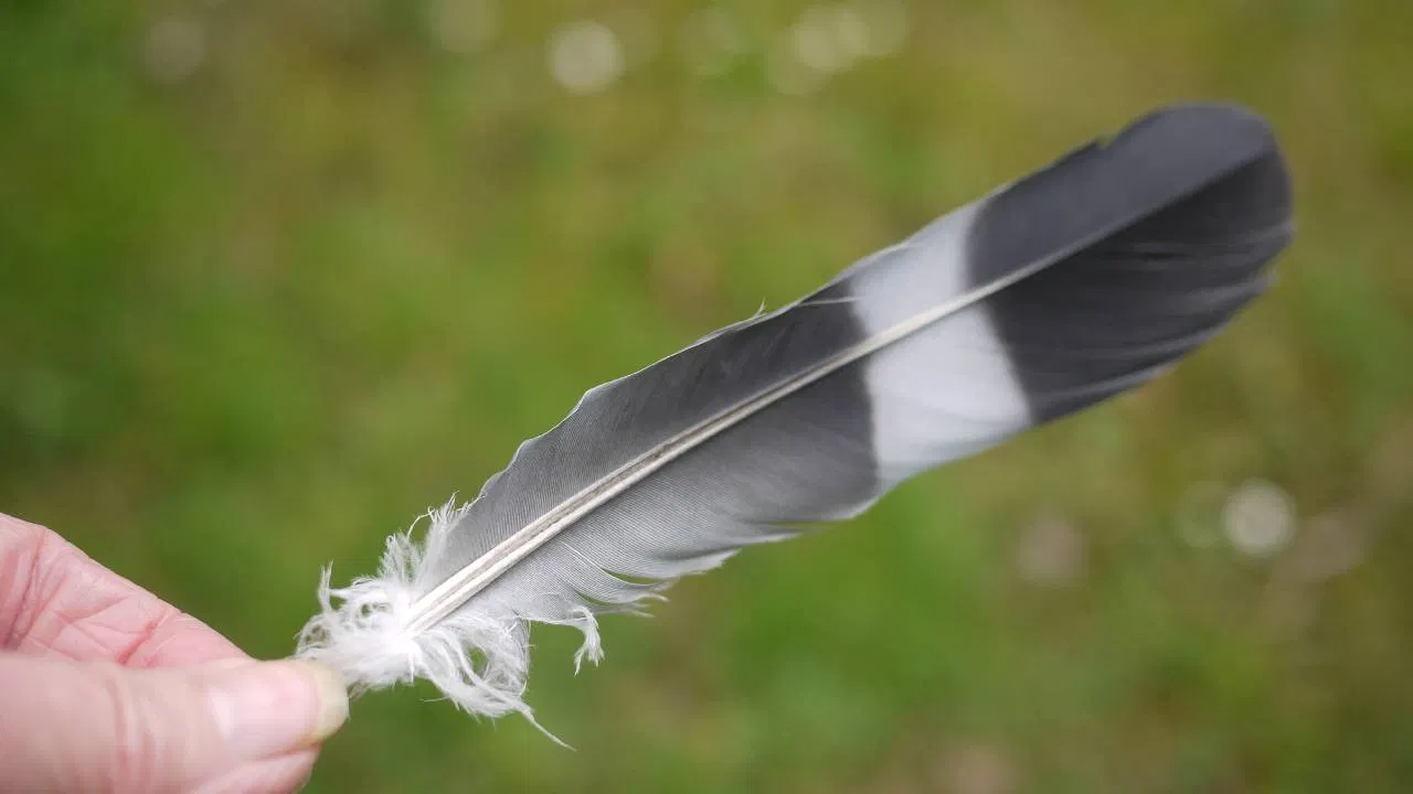 Pigeon Feather