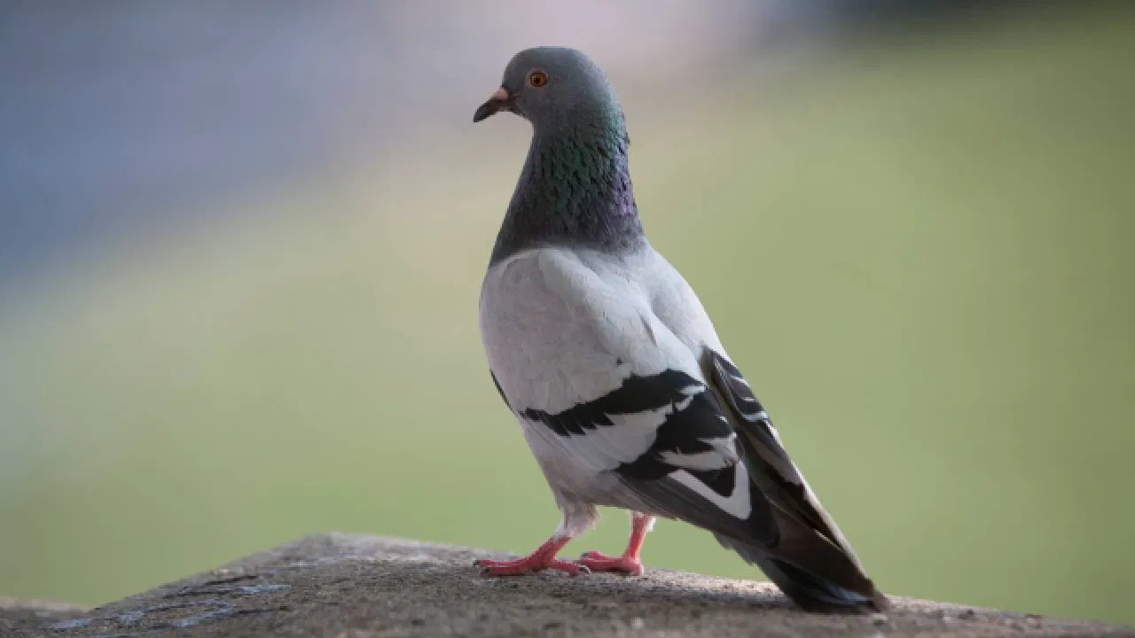 Pigeon Feather