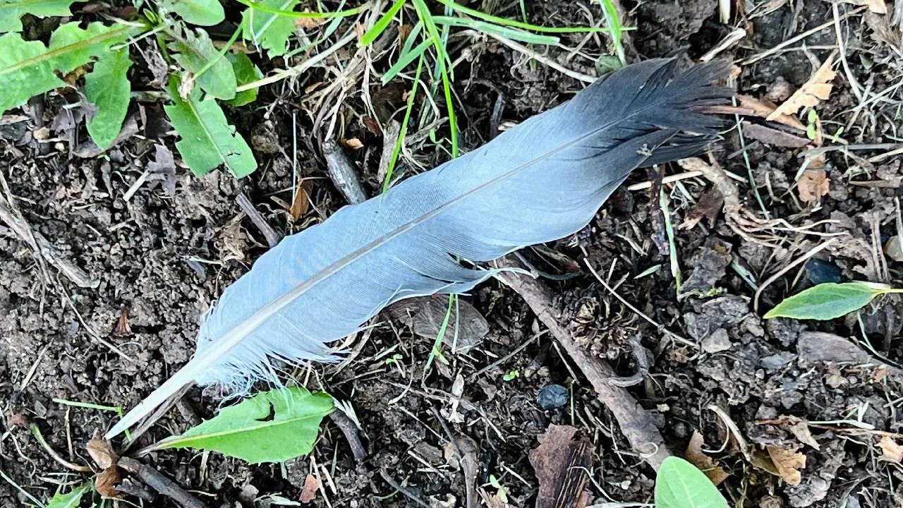 Pigeon Feather