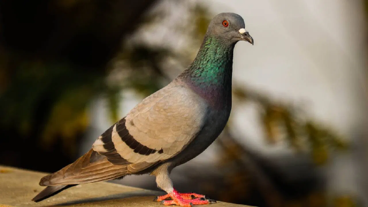 Pigeon Feather