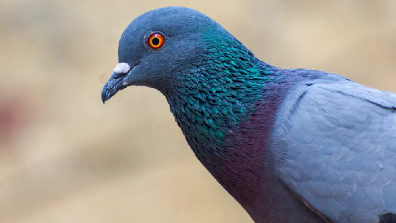 Pigeon Feather