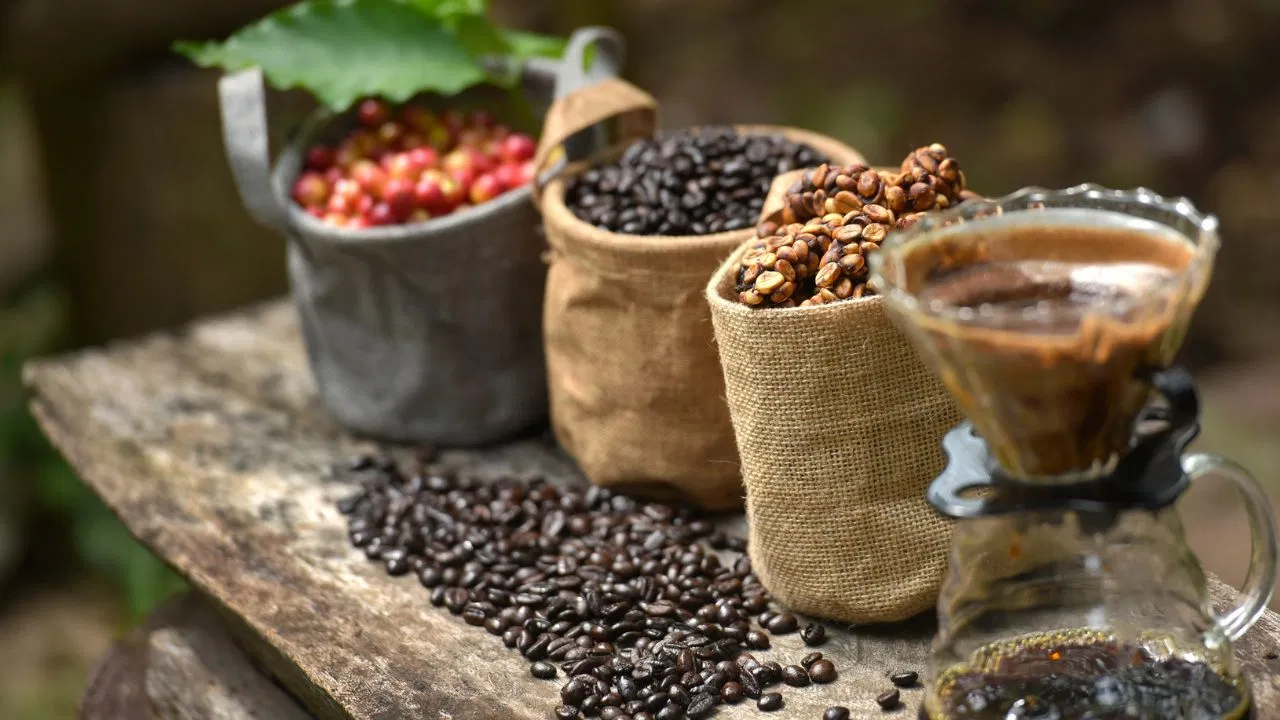 processing-of-kopi-luwak 