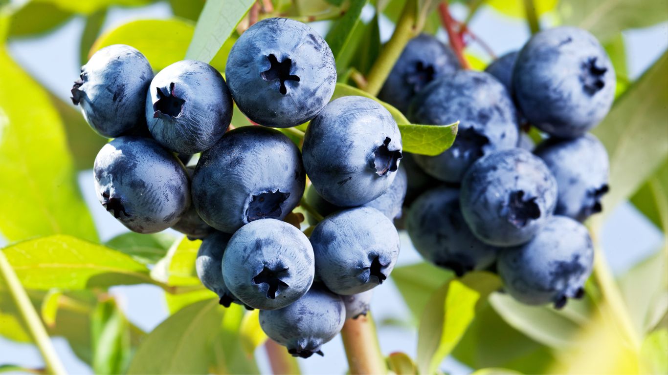Blueberry