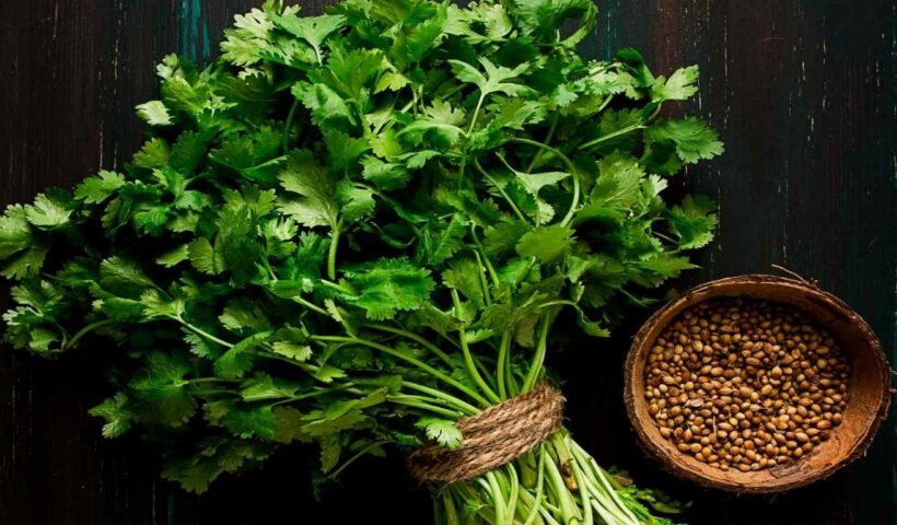 Coriander
