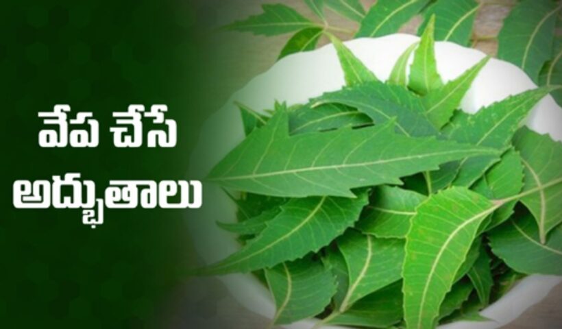 Neem Leaves