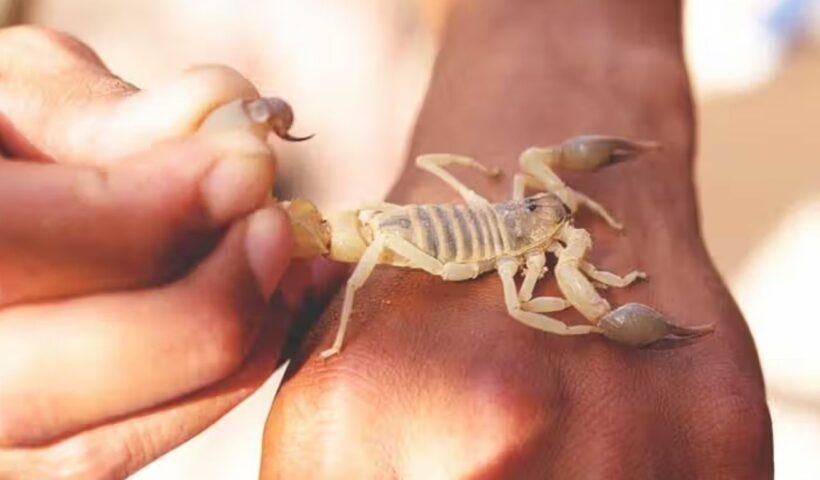 Scorpion Sting Remedies