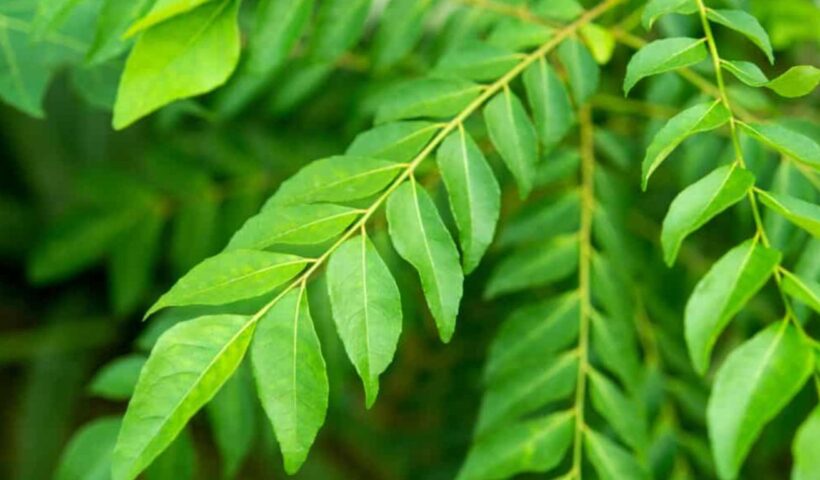 Curry Leaves Benefits