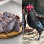 Kadaknath Chicken