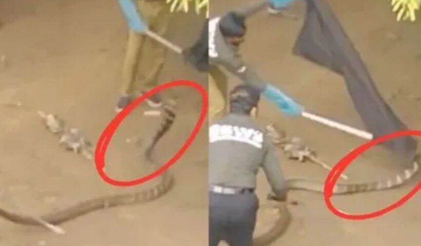 King Cobra