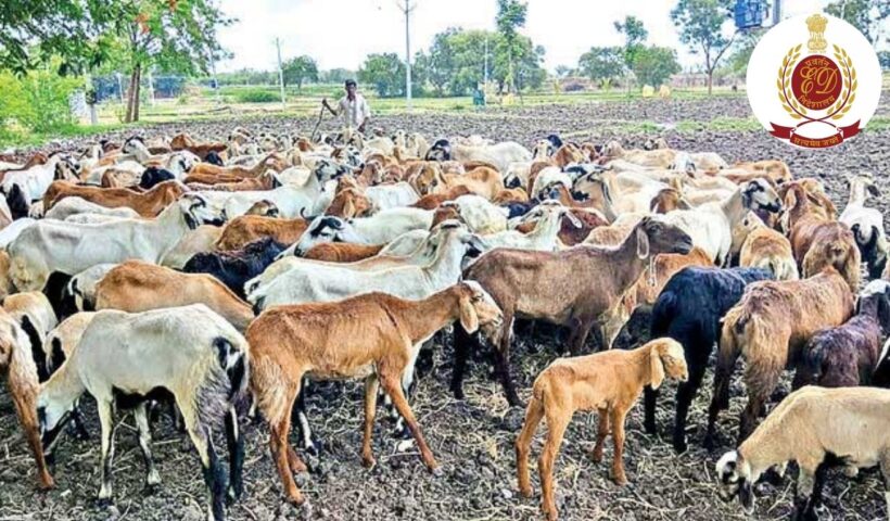 Sheep Scam