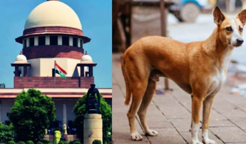 Stray Dog Verdict