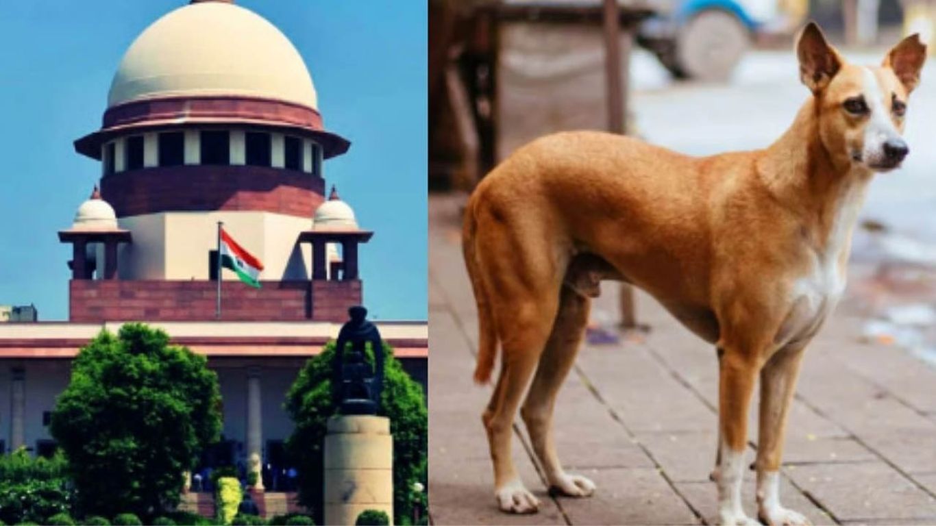 Stray Dog Verdict